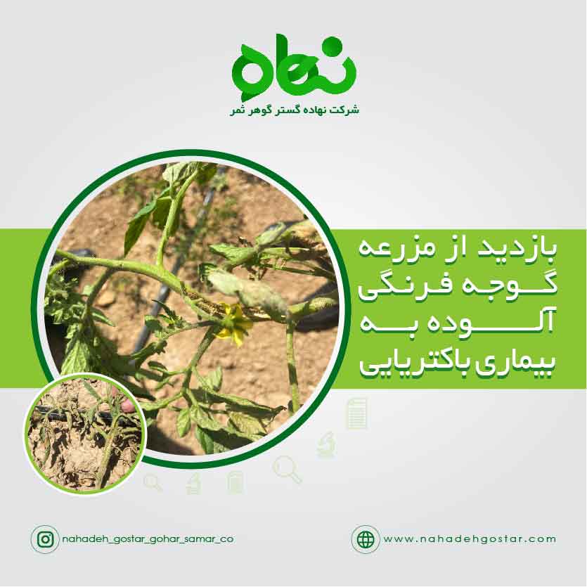 بازدید از مزرعه گوجه فرنگی آلوده به بیماری باکتریایی